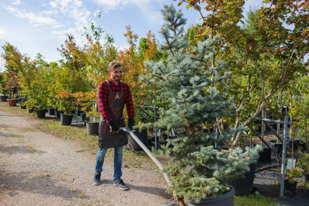  Midwest City, OK Tree Service Pros